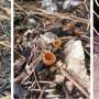 After the flames: How fire-loving fungi help forests recover