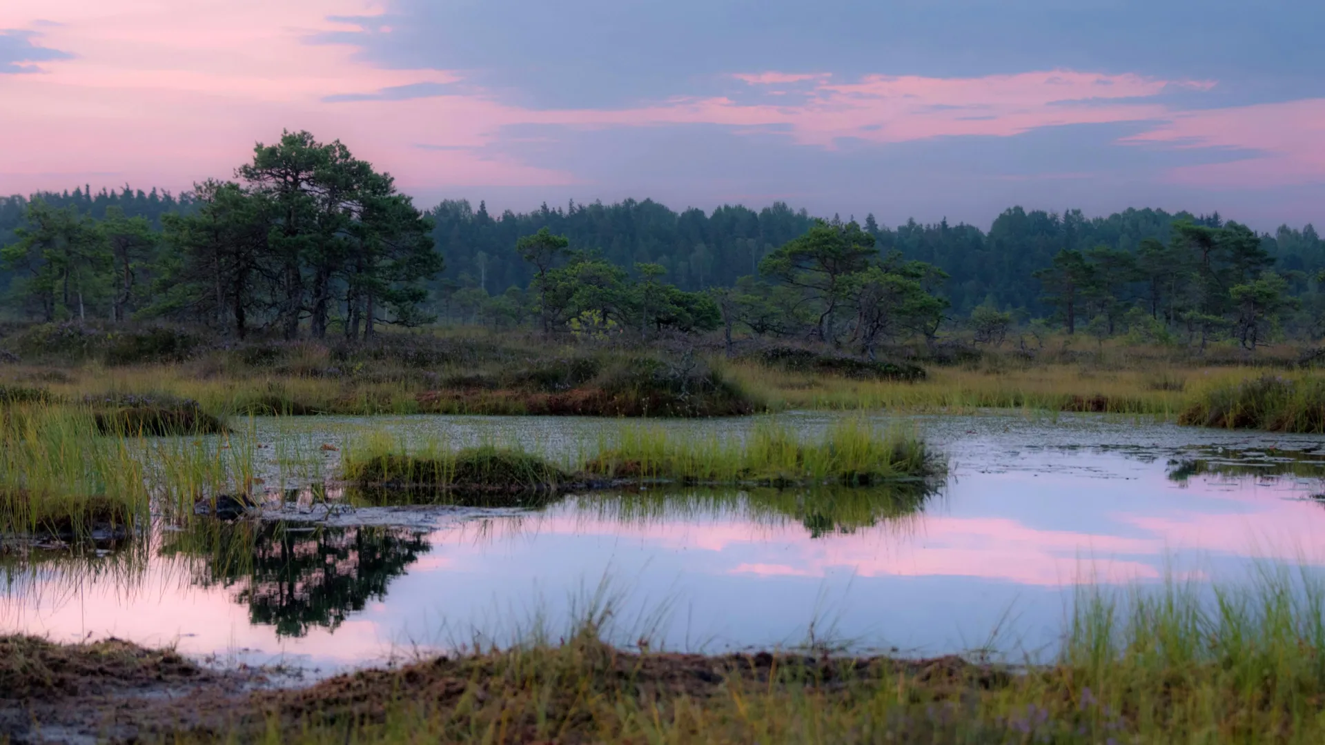 Ancient bogs reveal a hidden 15,000-year climate shift