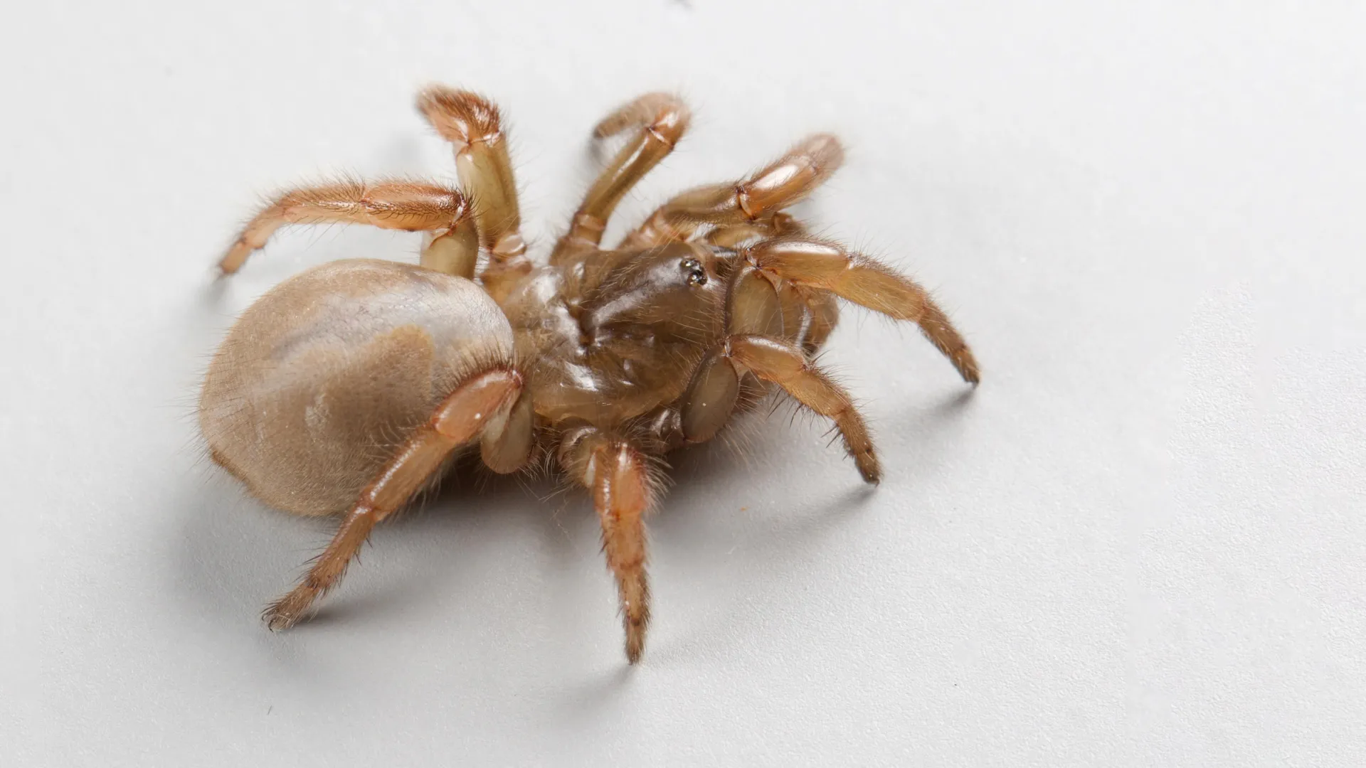 A “scary” new spider species found beneath California’s beaches