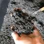 Cover crops hold key to healthier soils in Norwegian agriculture