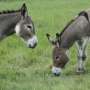 Microplastics detected in 100% of donkey feces: Study links plastic pollution to animal deaths and food risks