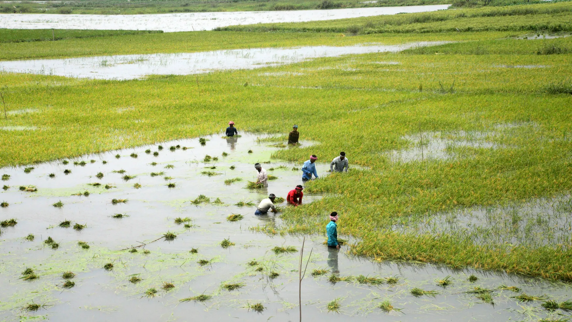 Extreme floods are slashing global rice yields faster than expected