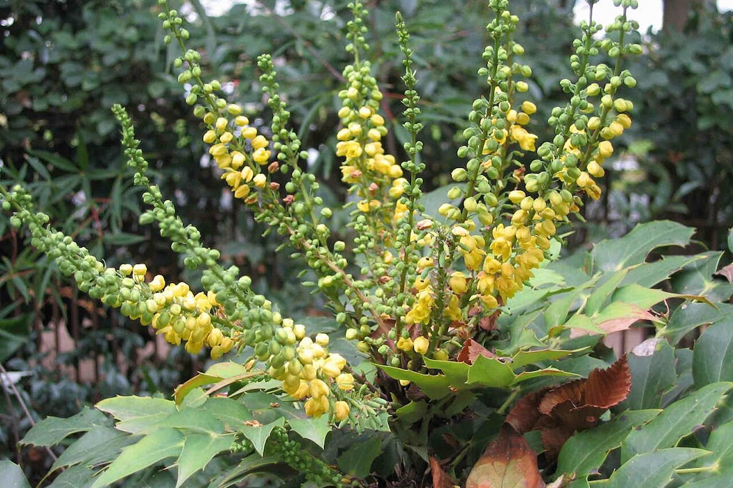 From invasive species tracking to water security – what’s lost with federal funding cuts at US Climate Adaptation Science Centers