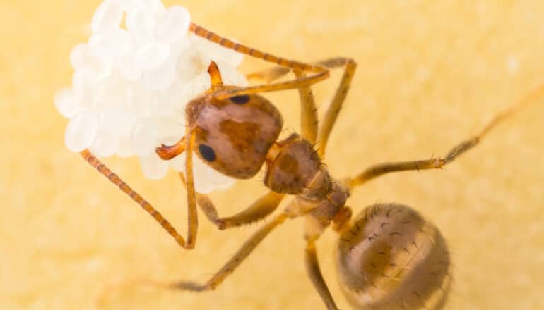 New trick could advance war on invasive crazy ants