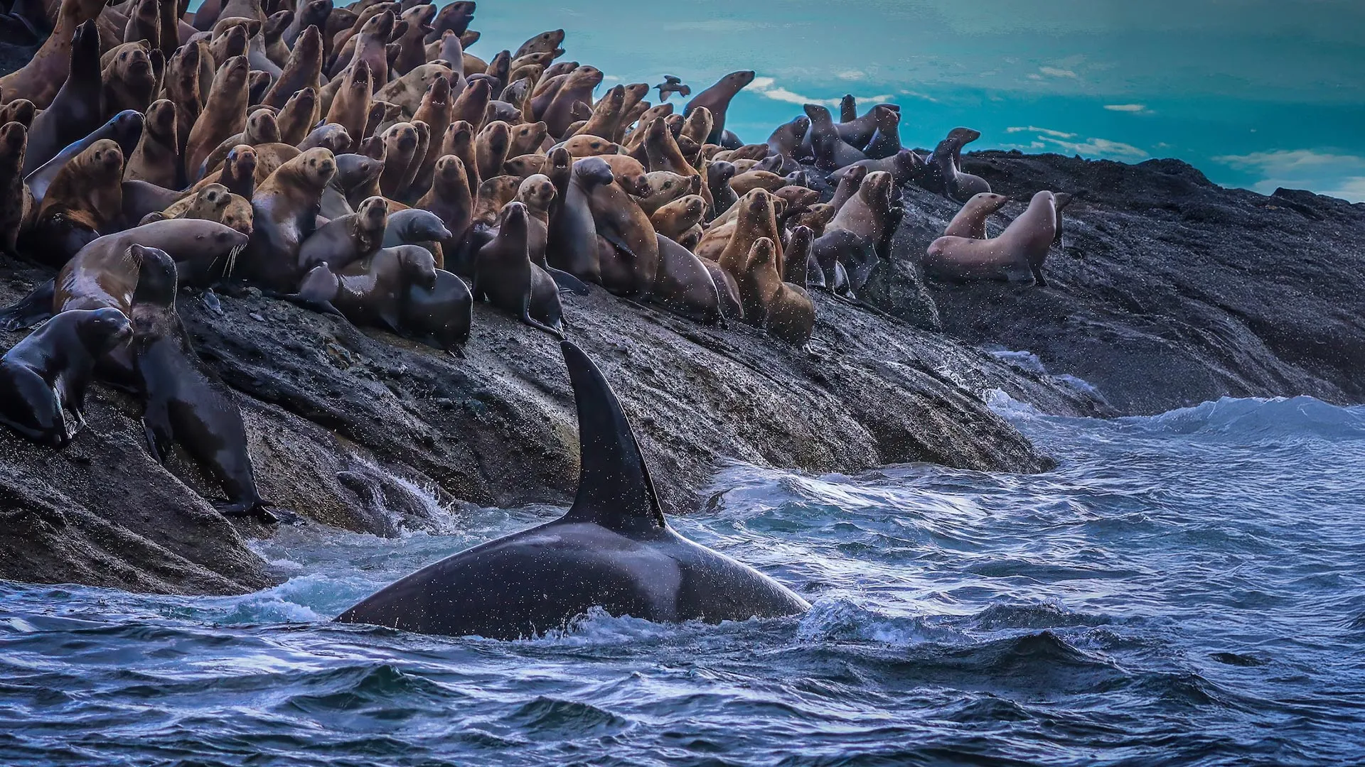New research uncovers hidden divide in West Coast killer whales
