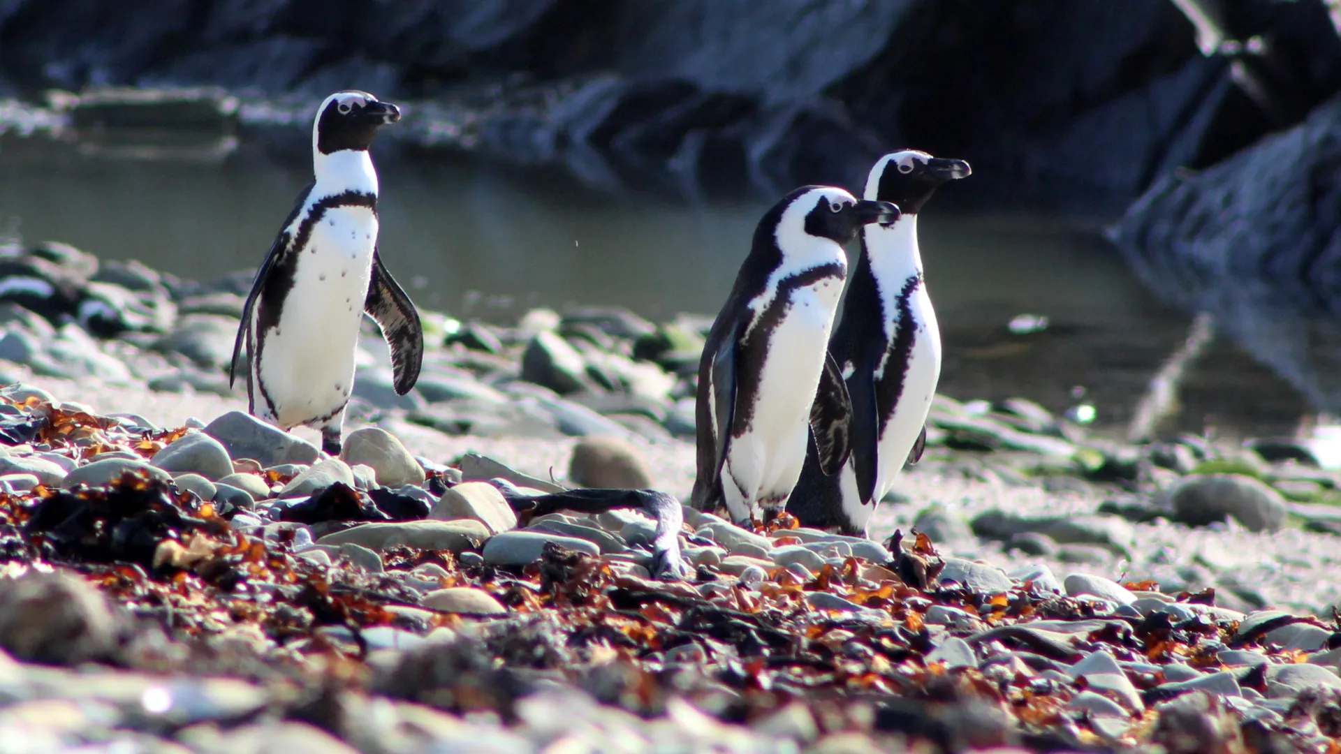 A crisis deepens as African penguins compete with fishing fleets for food