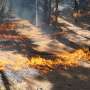 Prescribed burning helps store forest carbon in big fire-resistant trees, long-term Sierra Nevada study shows