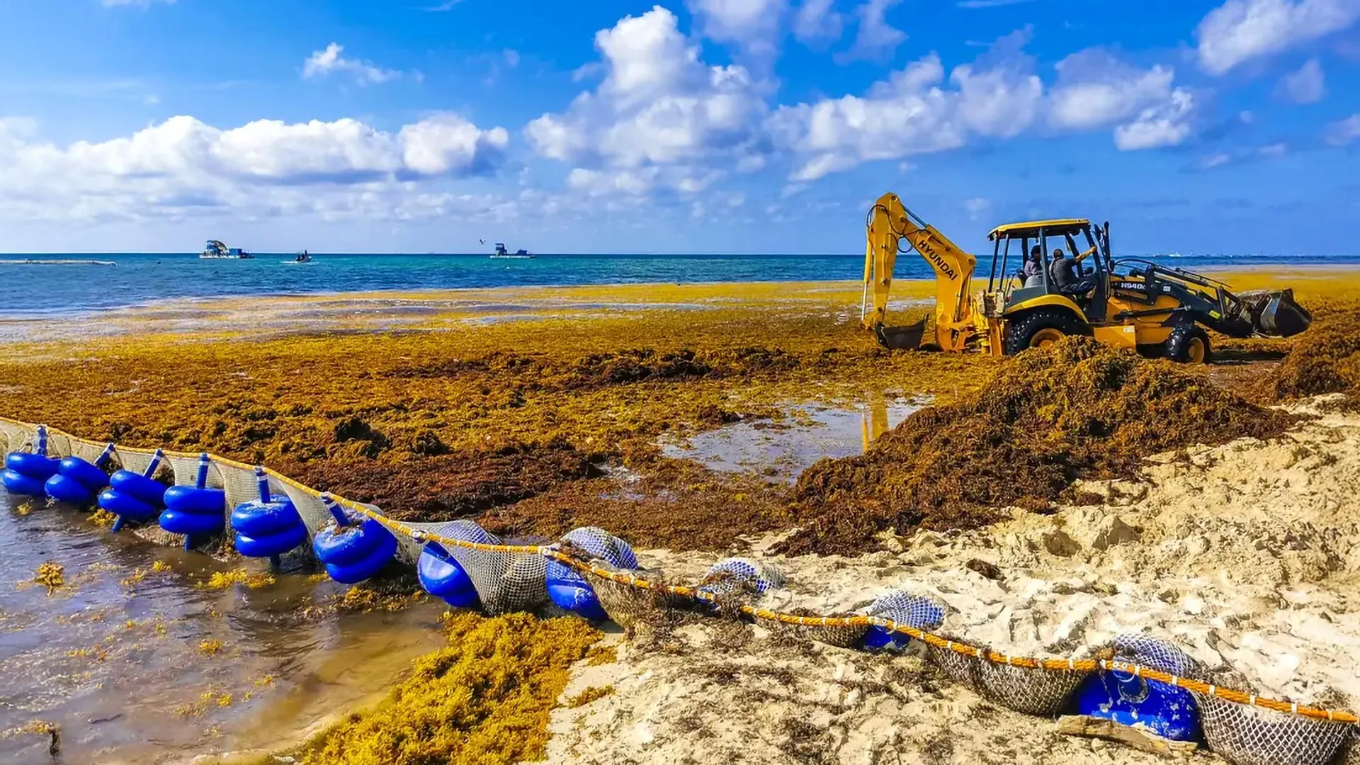 Scientists finally discover what’s fueling massive sargassum blooms