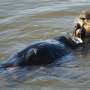 Unexpectedly high concentrations of forever chemicals found in dead sea otters