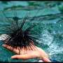 Sea urchin mass mortality events: Studies identify primary drivers
