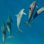 Unprecedented levels of forever chemicals found in dolphins and whales