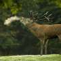 Wild animals divide Danes—but most say ‘yes’ to red deer and fences