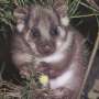 Possums in Australia show some of the world’s highest PFAS levels among small mammals