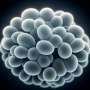 Antifungal resistance is making thrush hard to treat. Here’s why