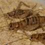 Crickets munch on microplastics—especially if they have a big mouth