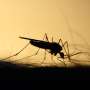 Study warns of ‘creeping catastrophe’ as climate change drives a rise in infectious diseases