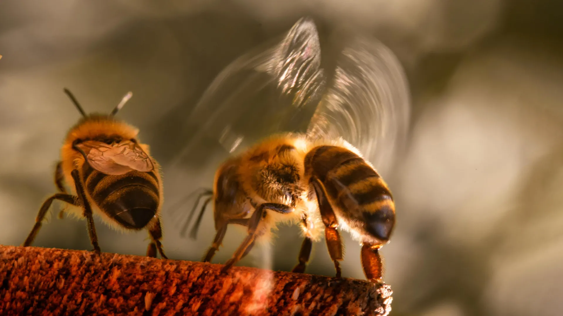 Extreme heat is breaking honey bees’ natural cooling system