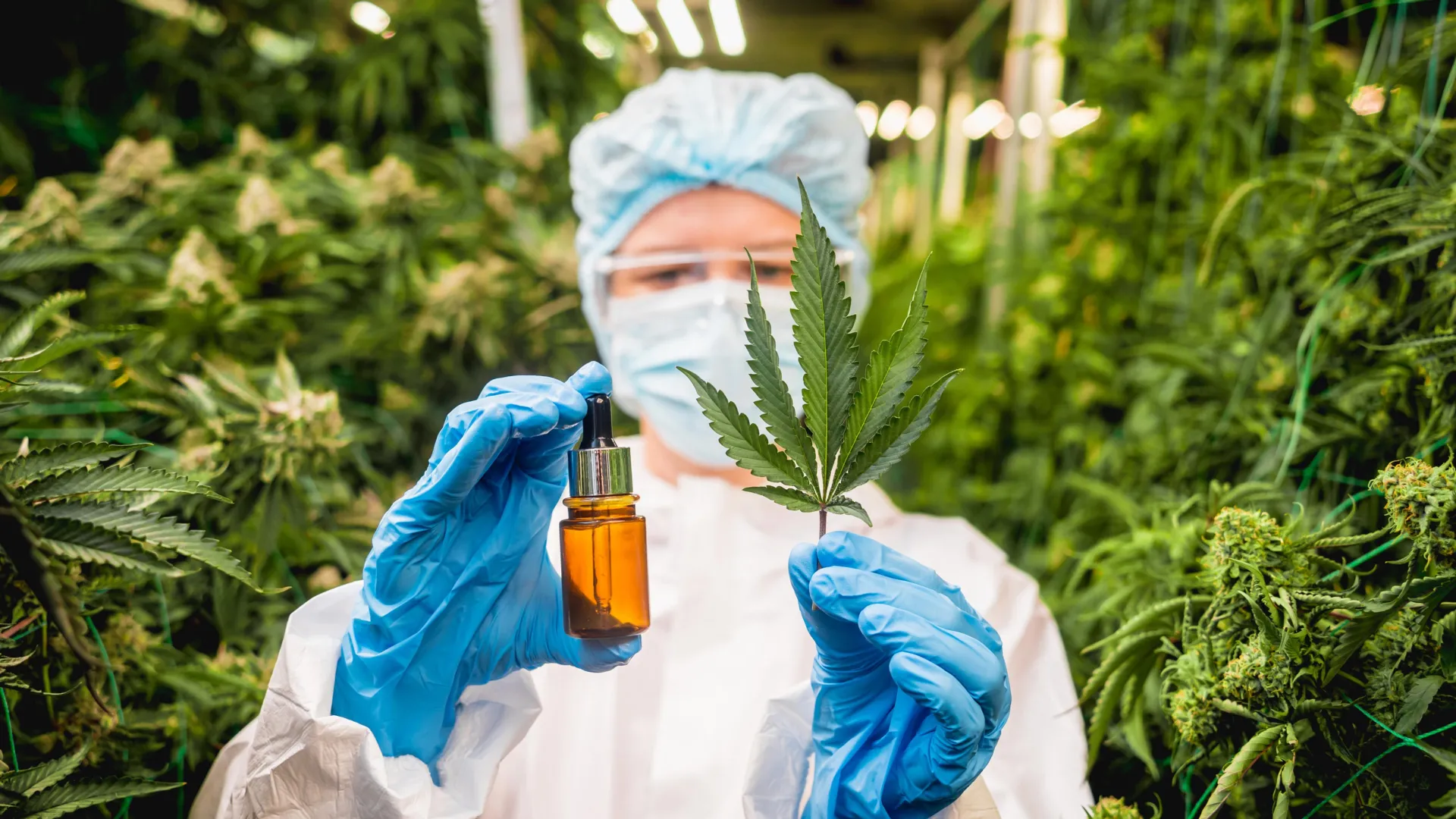 Don’t toss cannabis leaves: Scientists found rare compounds with medical potential