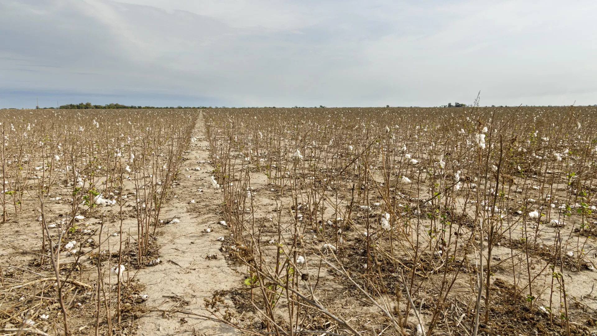 A devastating cotton virus lurked undetected in U.S. fields for nearly 20 years