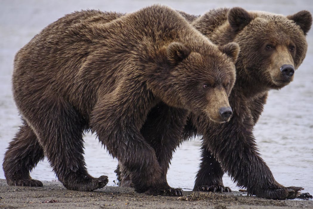 How facial recognition for bears can help ecologists manage wildlife