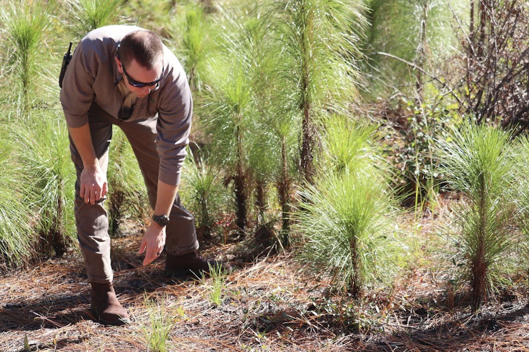 How fire, people and history shaped the South’s iconic longleaf pine forests