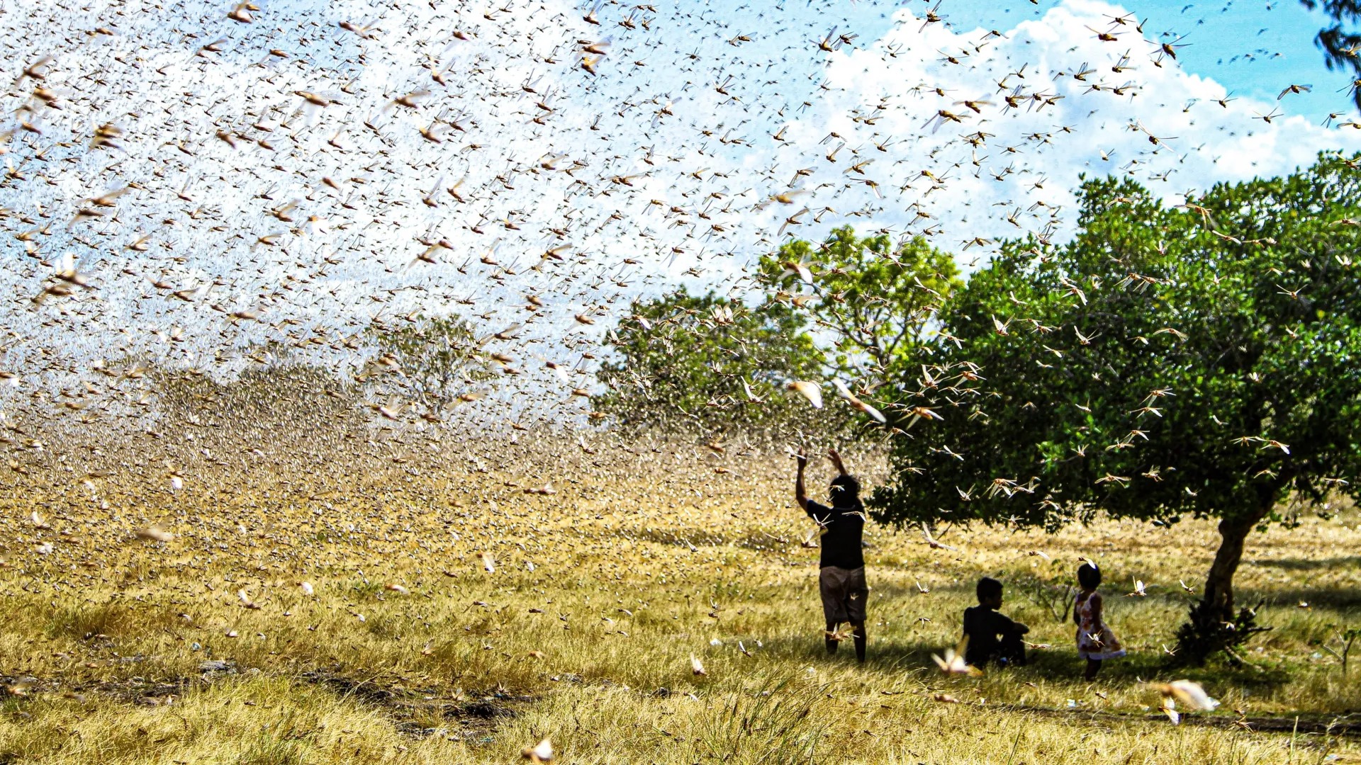 This small soil upgrade cut locust damage and doubled yields