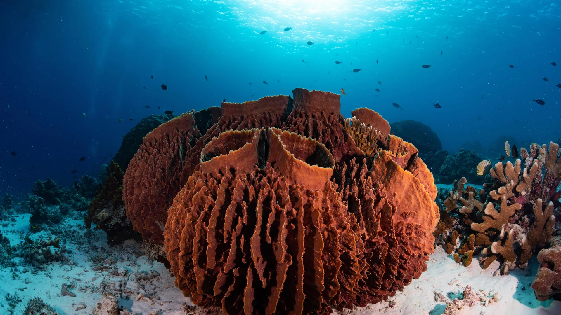 MIT study finds Earth’s first animals were likely ancient sea sponges