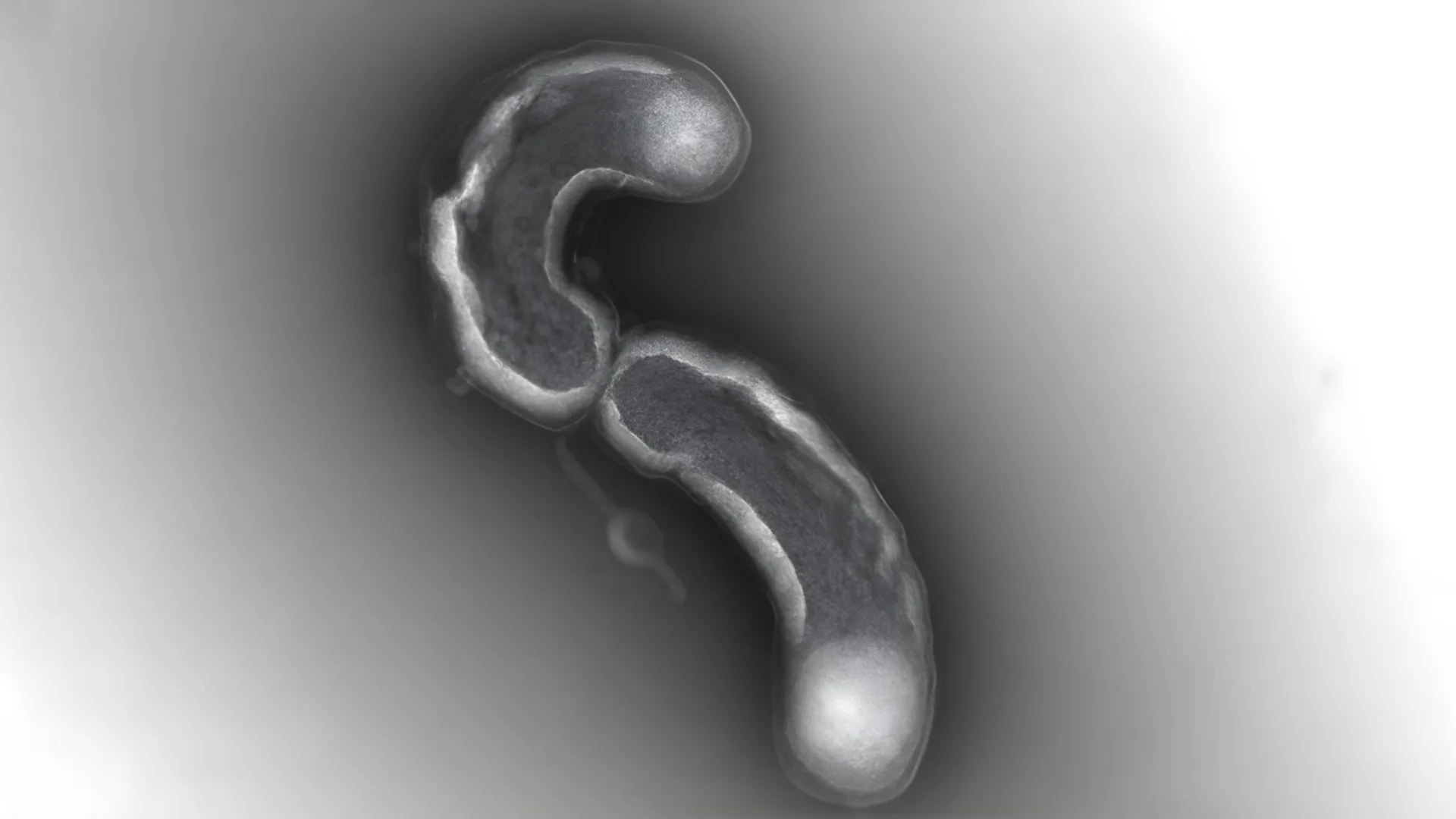 One of Earth’s most abundant lifeforms has a fatal flaw