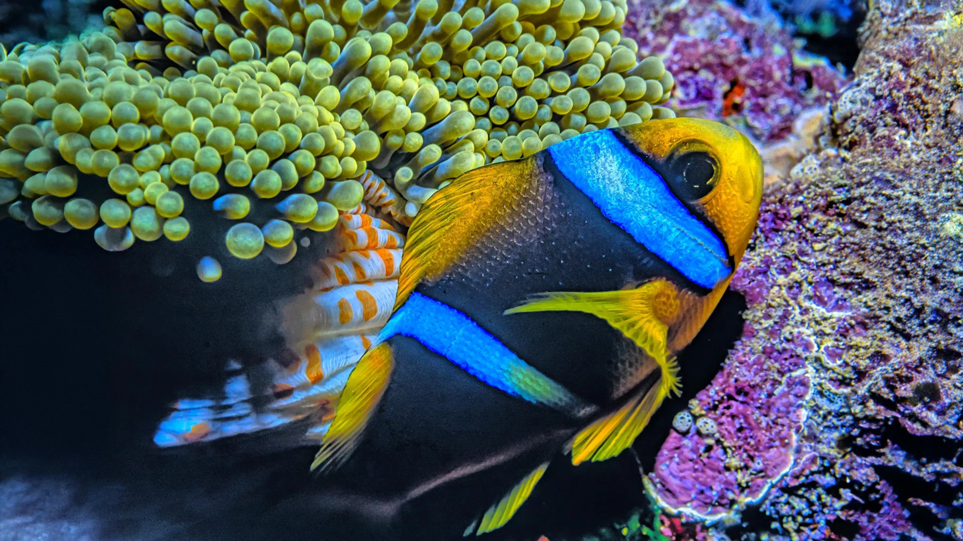 Even remote Pacific fish are full of microplastics