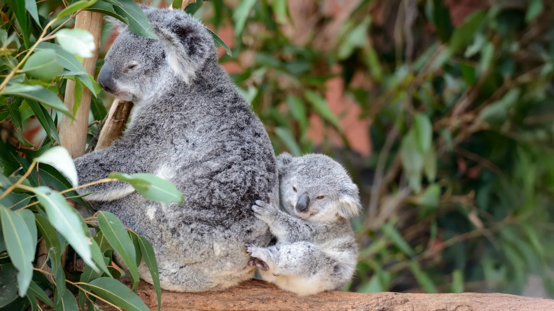 Koalas survived a devastating population crash and their DNA is bouncing back