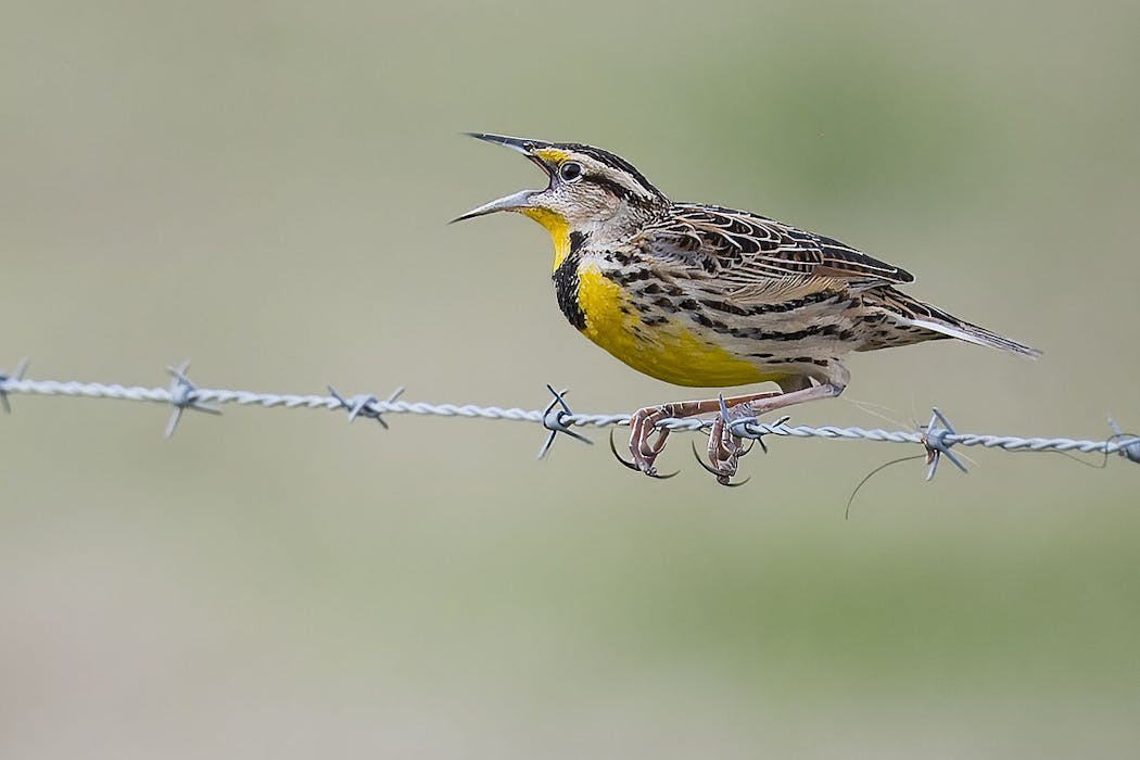 Bird losses are accelerating across North America, particularly in farming regions where agriculture is most intensive