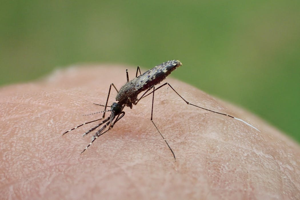 Mosquitoes carrying malaria are evolving more quickly than insecticides can kill them – researchers pinpoint how