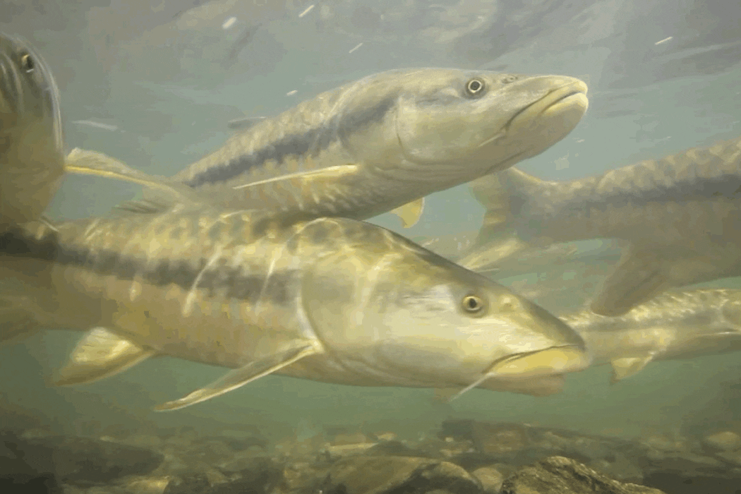 The world’s great fish migrations are collapsing – that’s a problem for millions of people