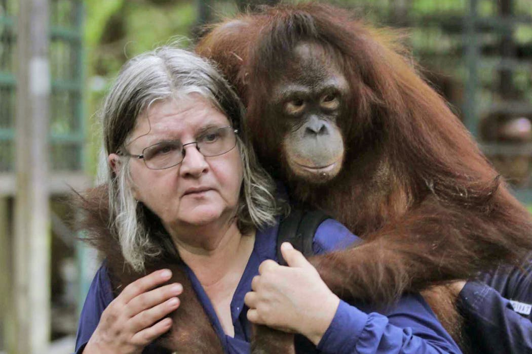 Birutė Galdikas: The last of the ‘angels’ in primatology’s most extraordinary chapter