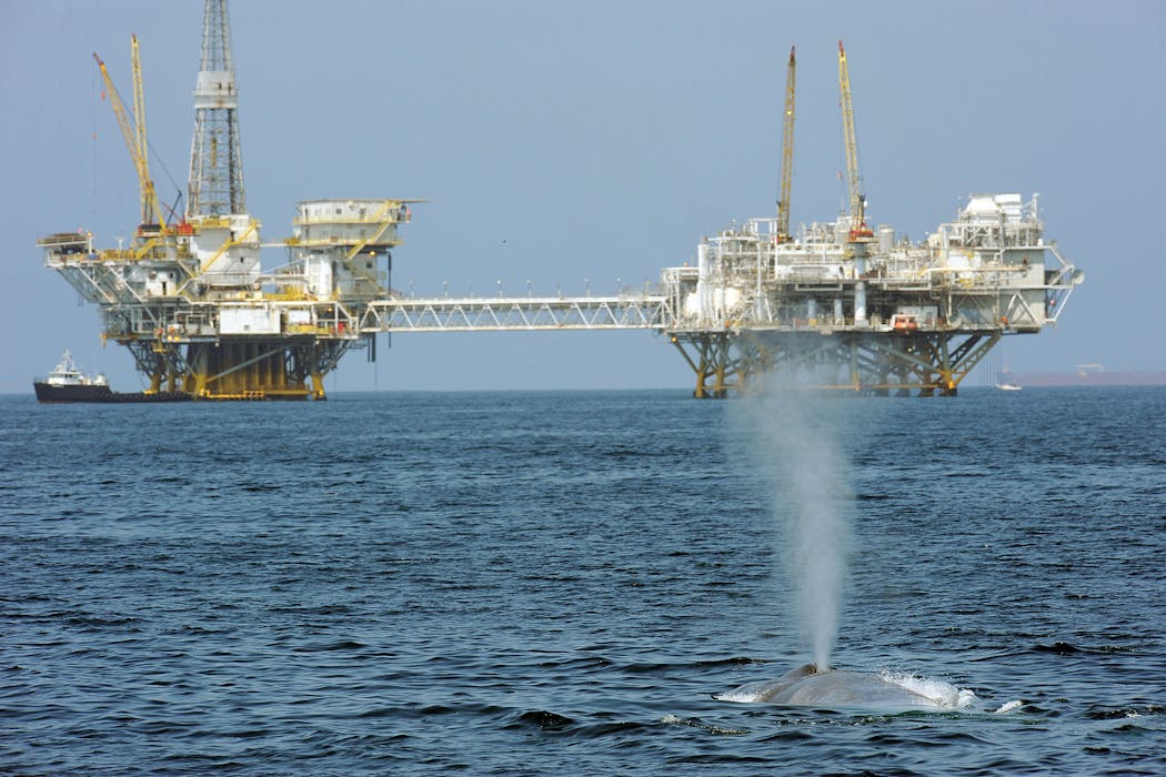 Trump’s ‘God Squad’ pits energy vs. endangered species, but it’s a false choice – protecting wildlife can be good for business