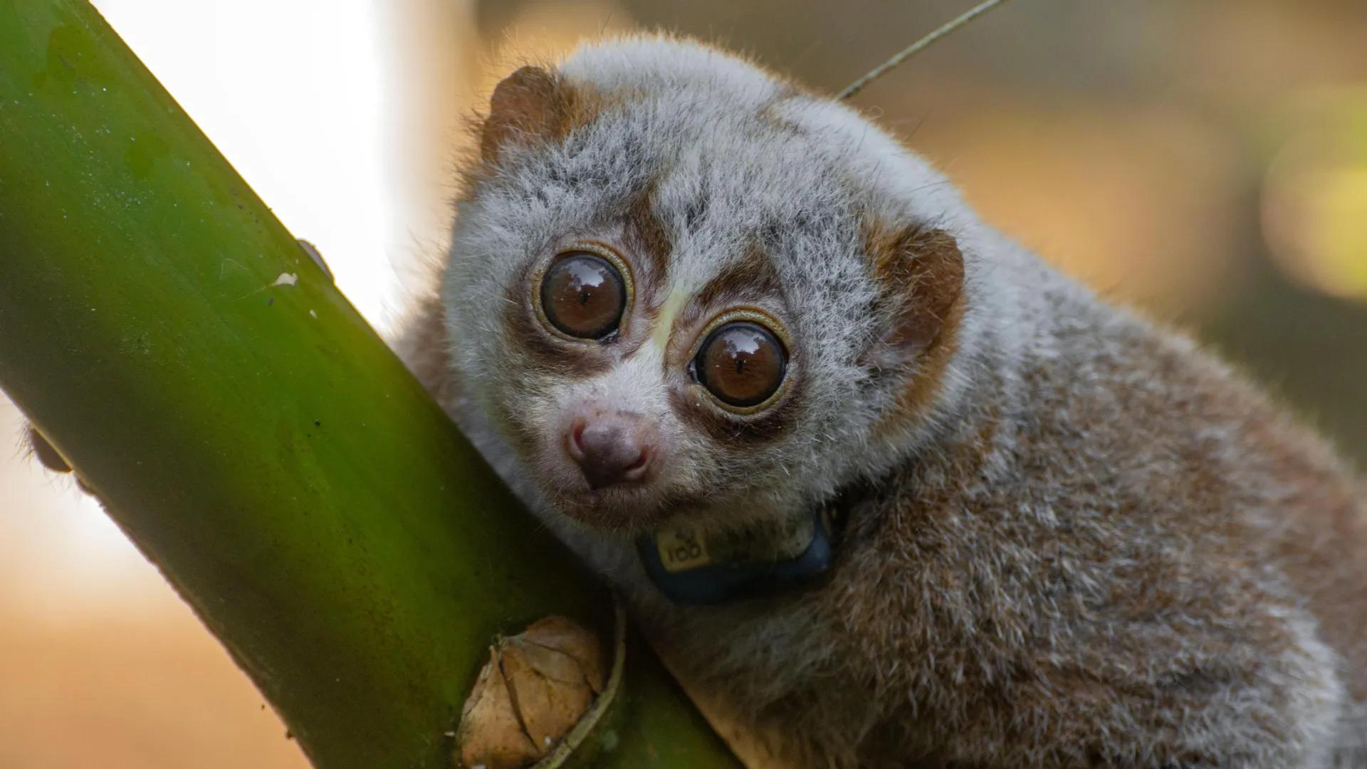 Study finds wild release can be deadly for rescued slow lorises