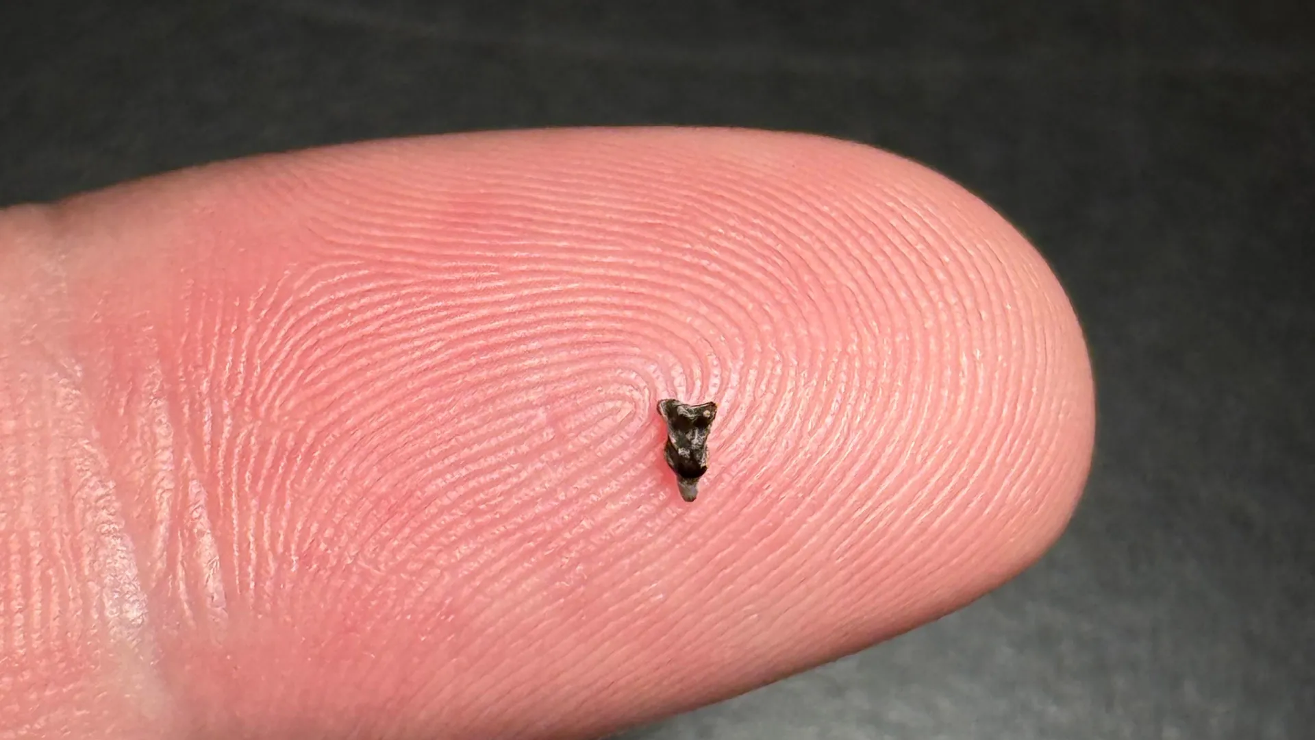 Teeth smaller than a fingertip reveal the first primate ancestor