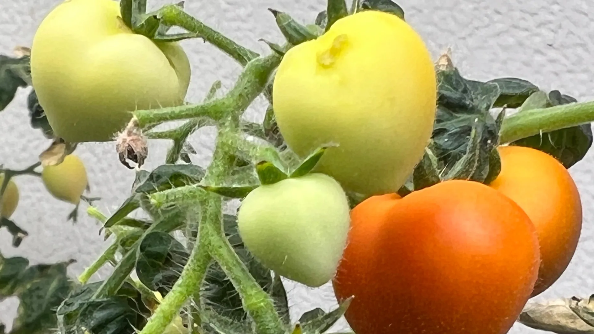 Crops irrigated with wastewater store drugs in their leaves