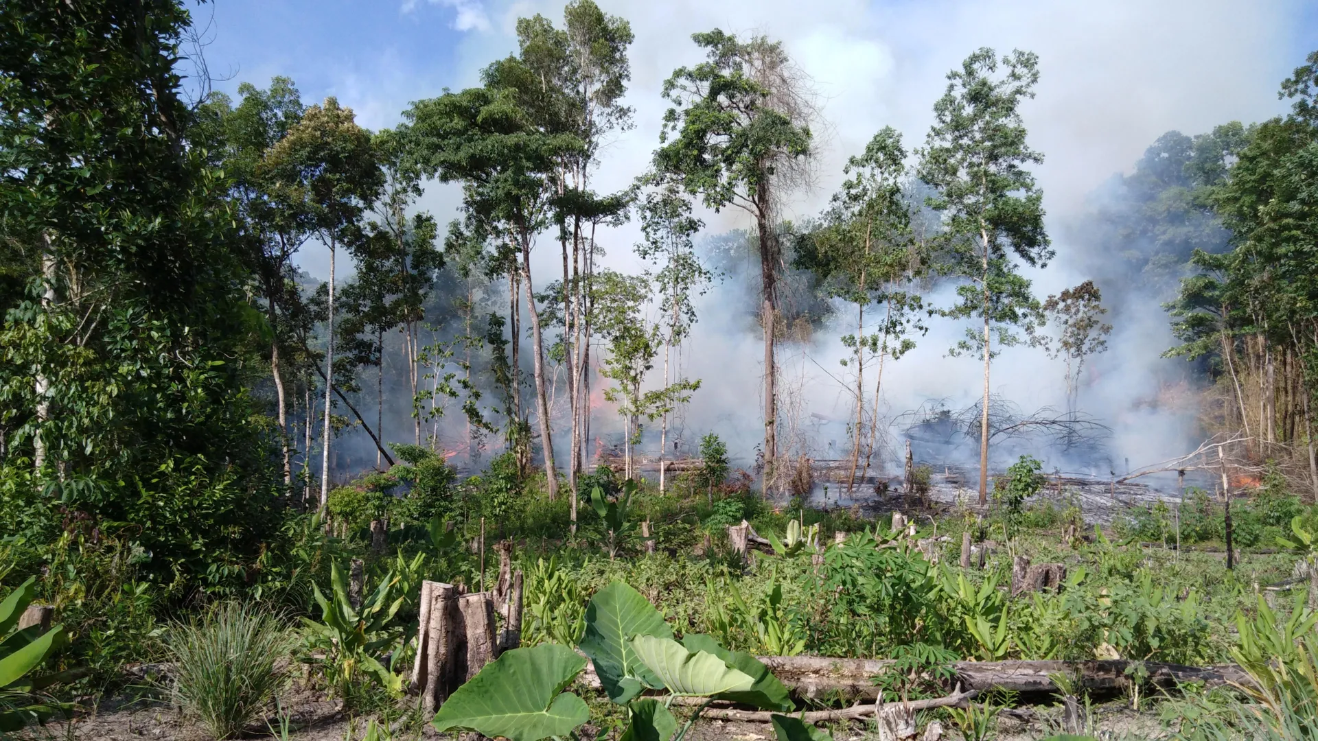 Wildfires in carbon-rich tropical peatlands hit 2000-year high