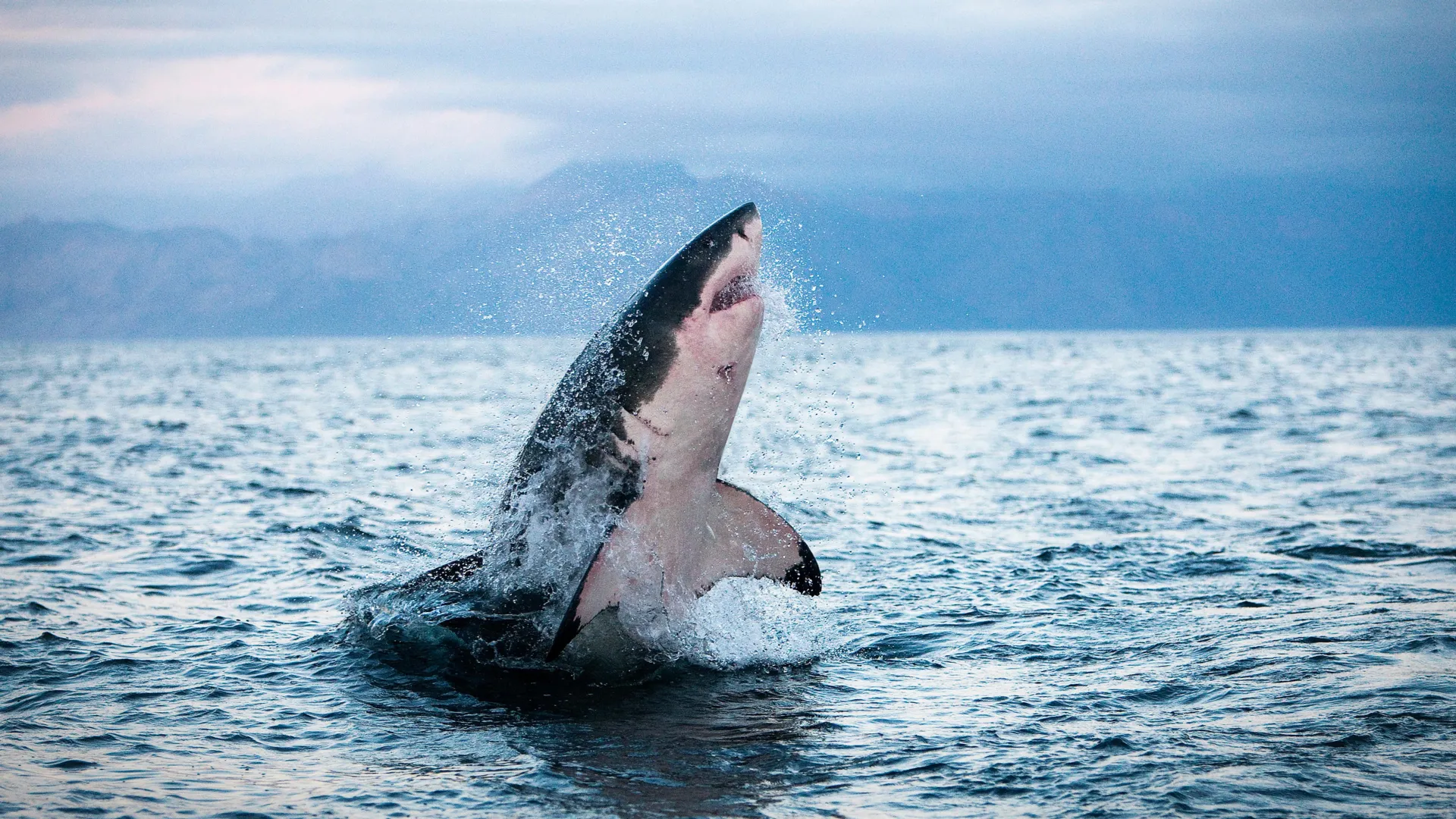 Sharks and tuna are overheating and running out of options