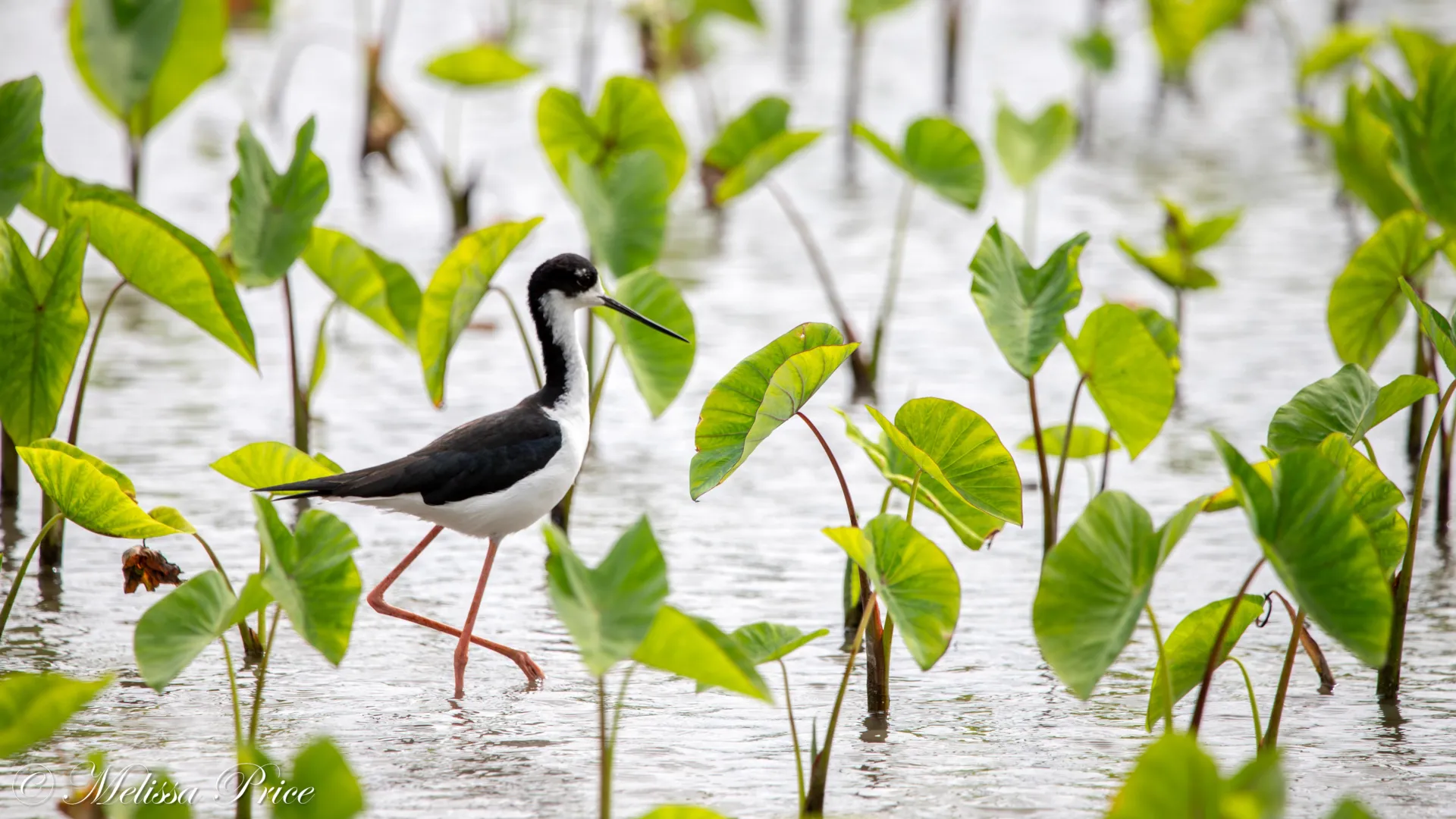 Scientists just debunked a 50-year myth about Hawaii’s birds