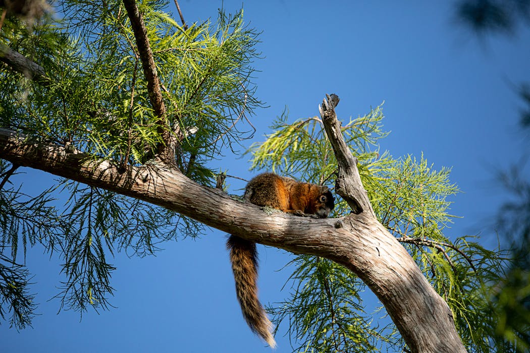 Better urban design could help save Florida’s threatened Big Cypress fox squirrel