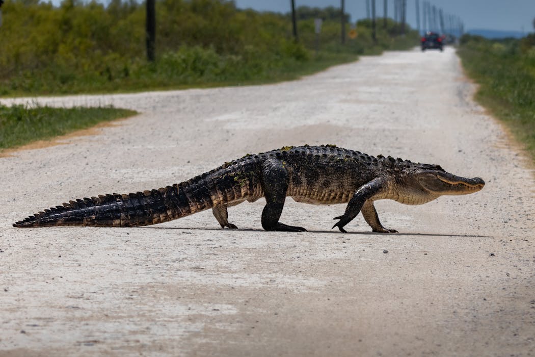 How a new mapping tool helps Florida planners protect wildlife corridors as the state grows