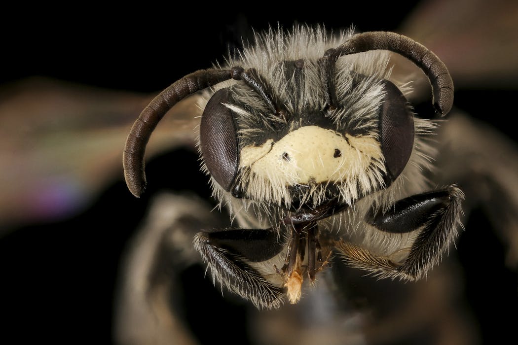 It’s OK to love all the bees (the honey bees, too)