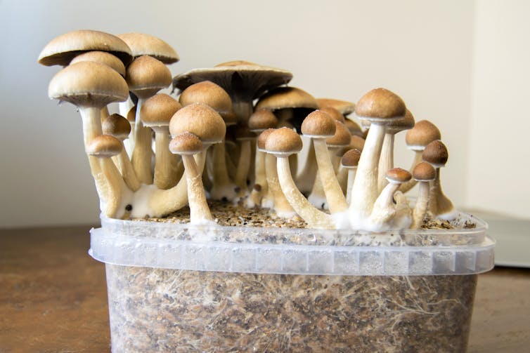 Psilocybin mushrooms are going mainstream, but scientific research and regulation lag behind