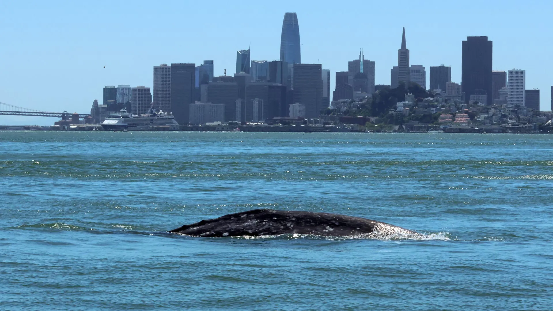 Gray whales are entering San Francisco Bay and many aren’t surviving