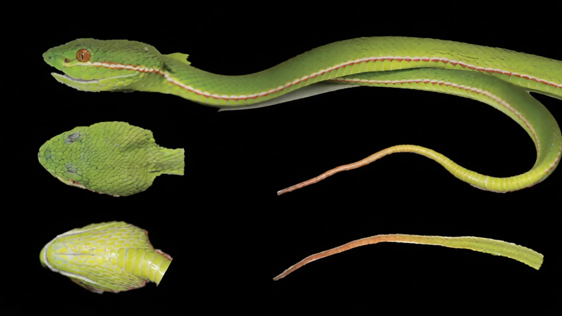 DNA reveals a hidden pitviper species in China