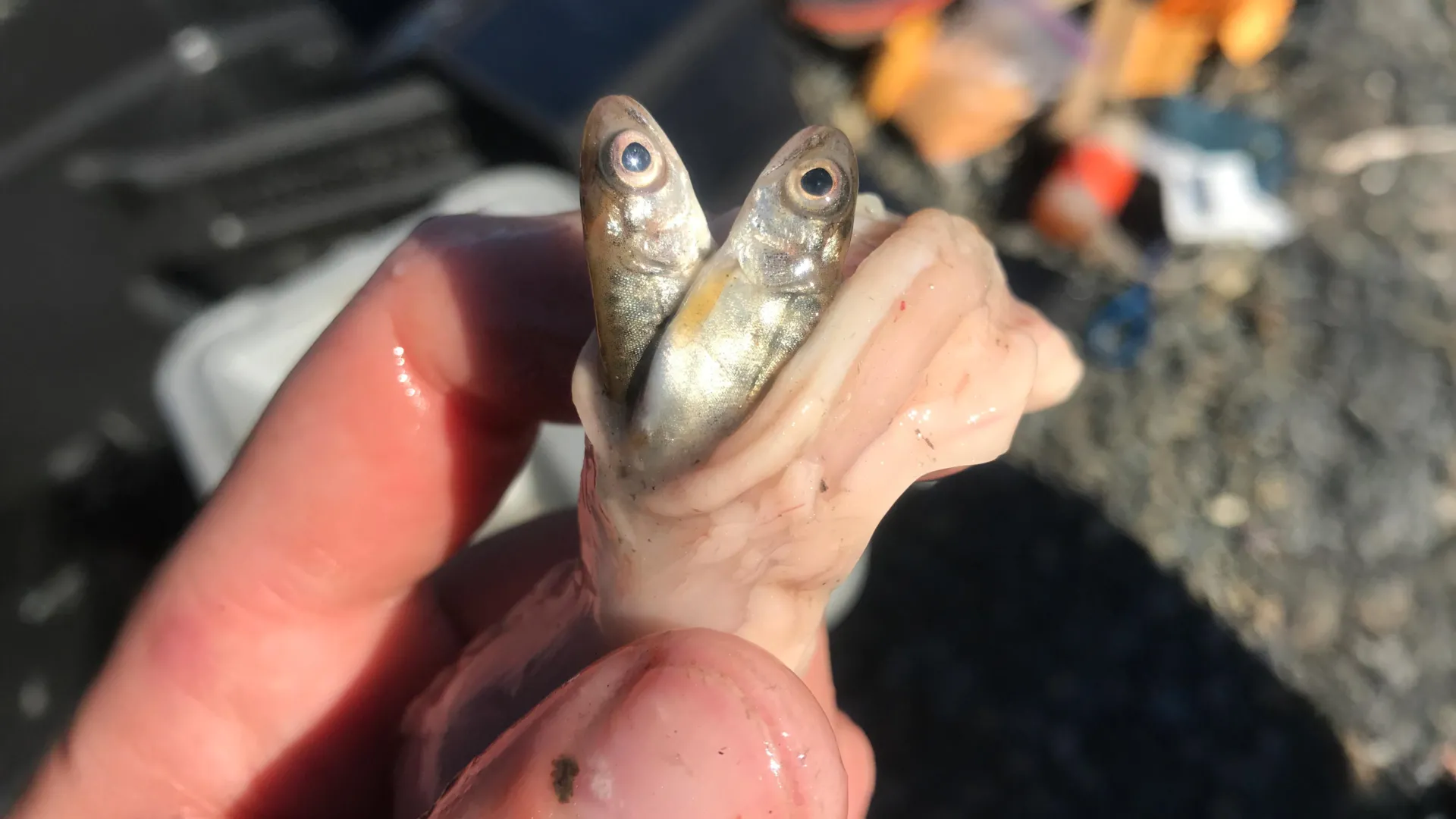 Warming waters are supercharging an invasive salmon predator in Alaska