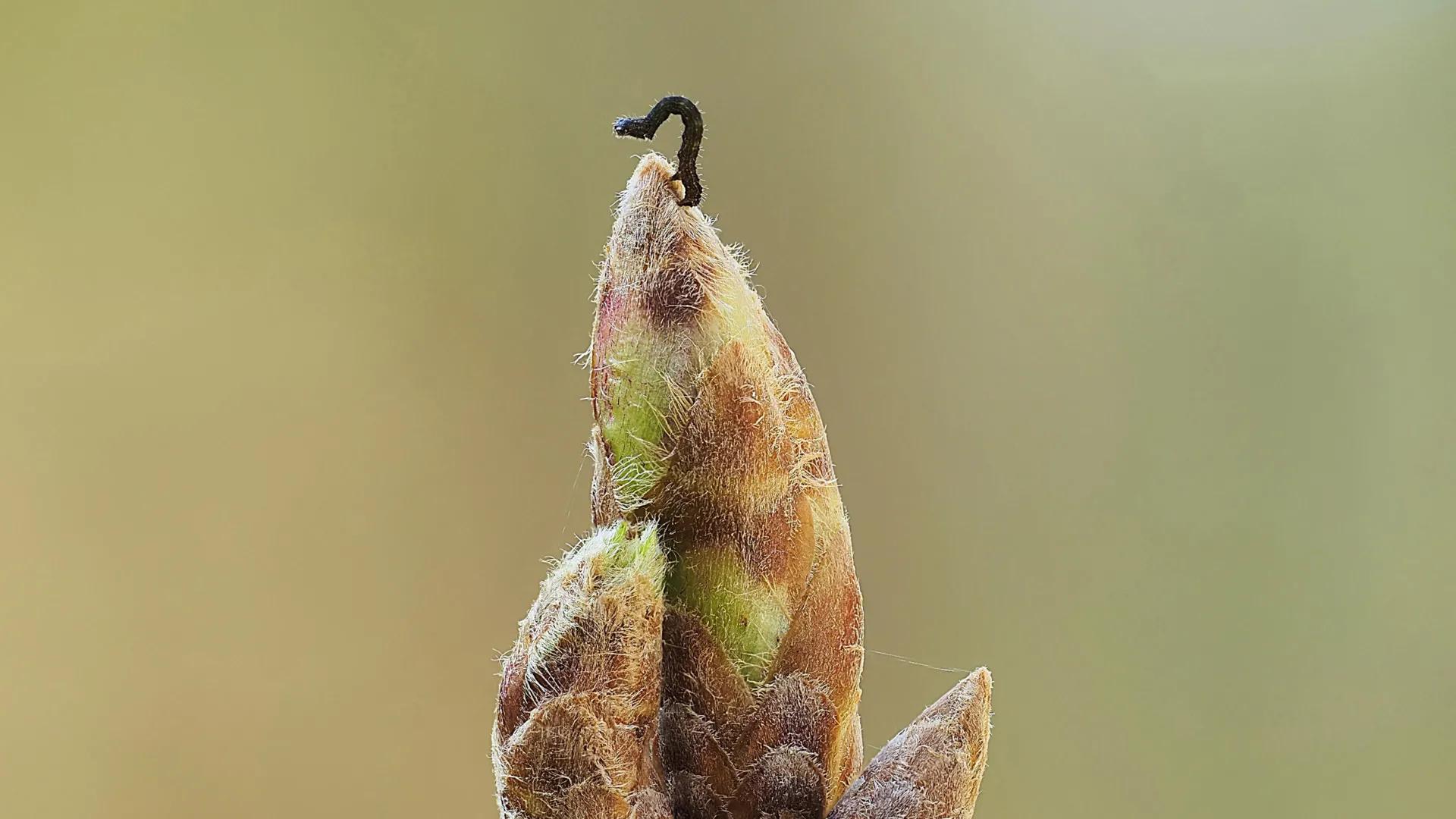 Oak trees are delaying spring to starve caterpillars