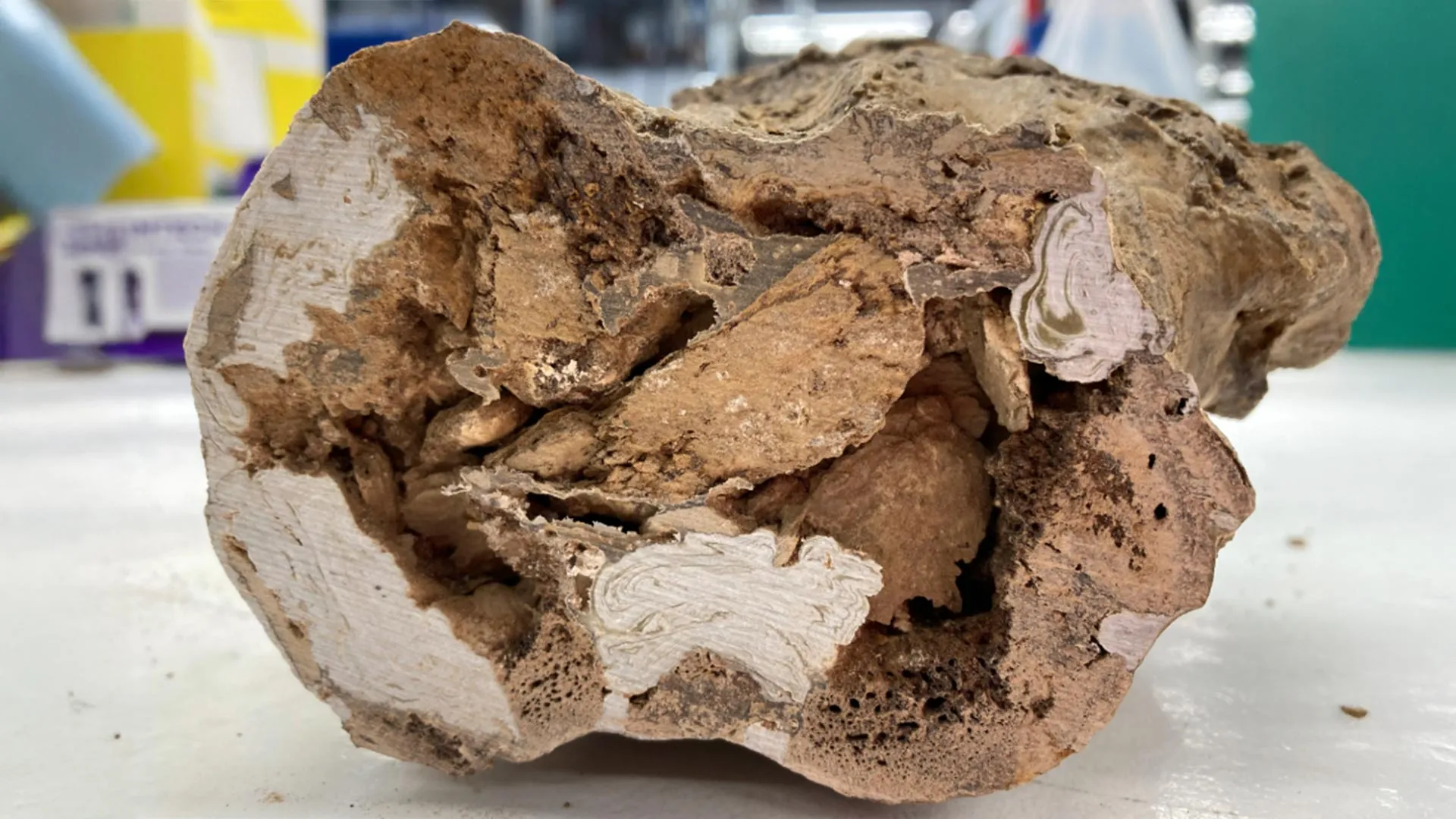 Paleontology rocked by discovery of organic molecules in 66-million-year-old dinosaur bones